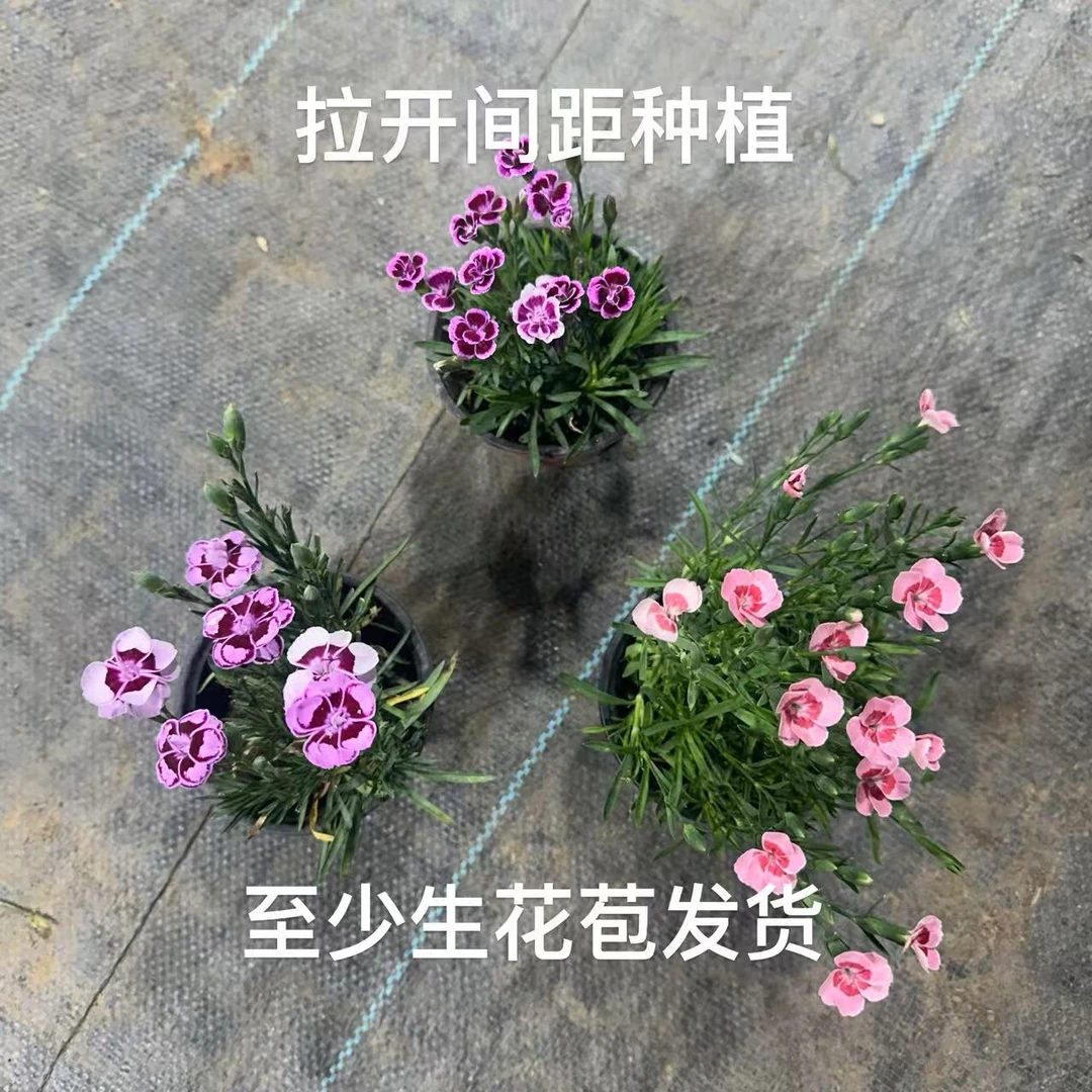 多品种混搭开花盆栽粉色紫色花海基地址发多年生耐寒耐旱观赏花