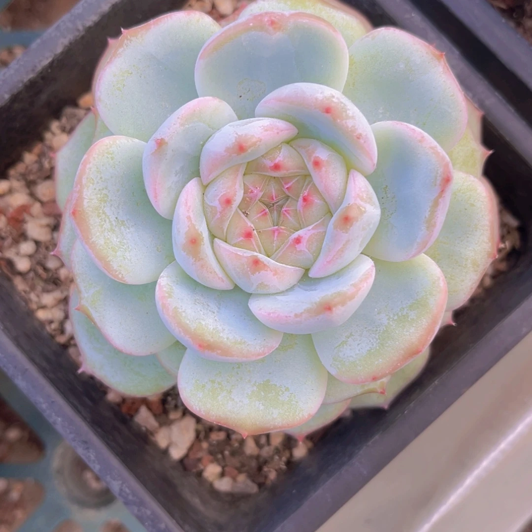 9.5公分9999888@999