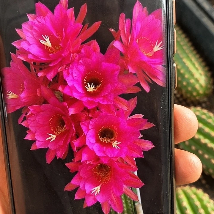 金妞紫罗兰/侧芽歪20包邮/9公分以上