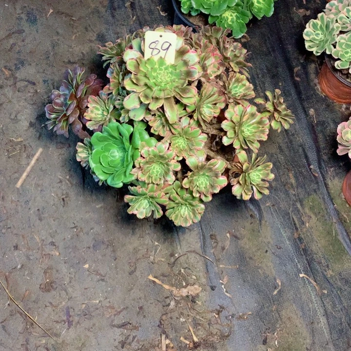 不****叔89萤火粉黛多肉一物一拍