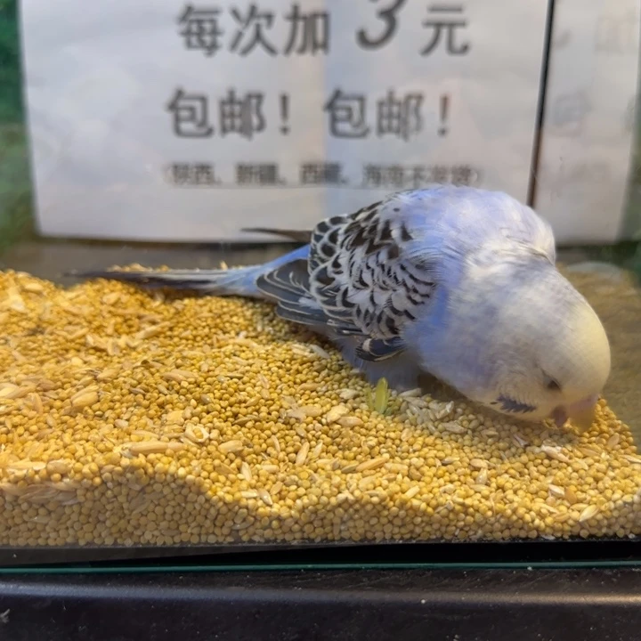 虎皮鹦鹉大头虎皮鹦鹉