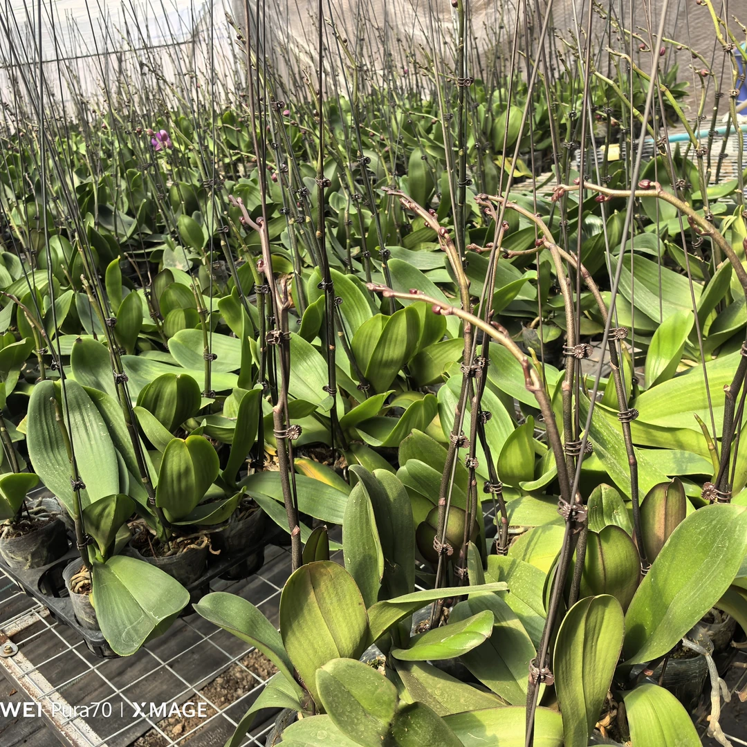 四季易活好养带花苞3.5寸蝴蝶兰大辣椒花卉盆栽室内景观植物
