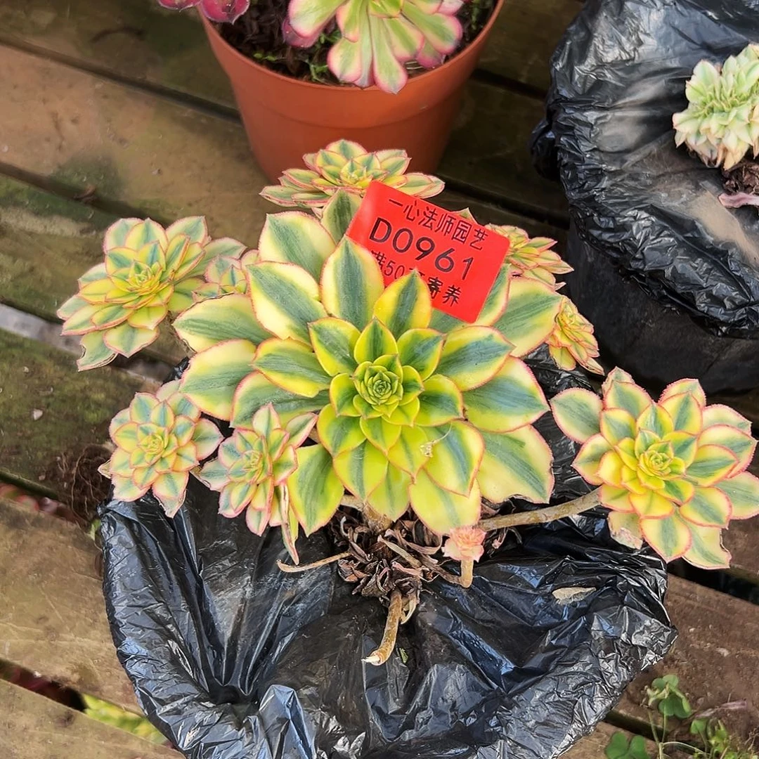 多肉植物多肉植物0961