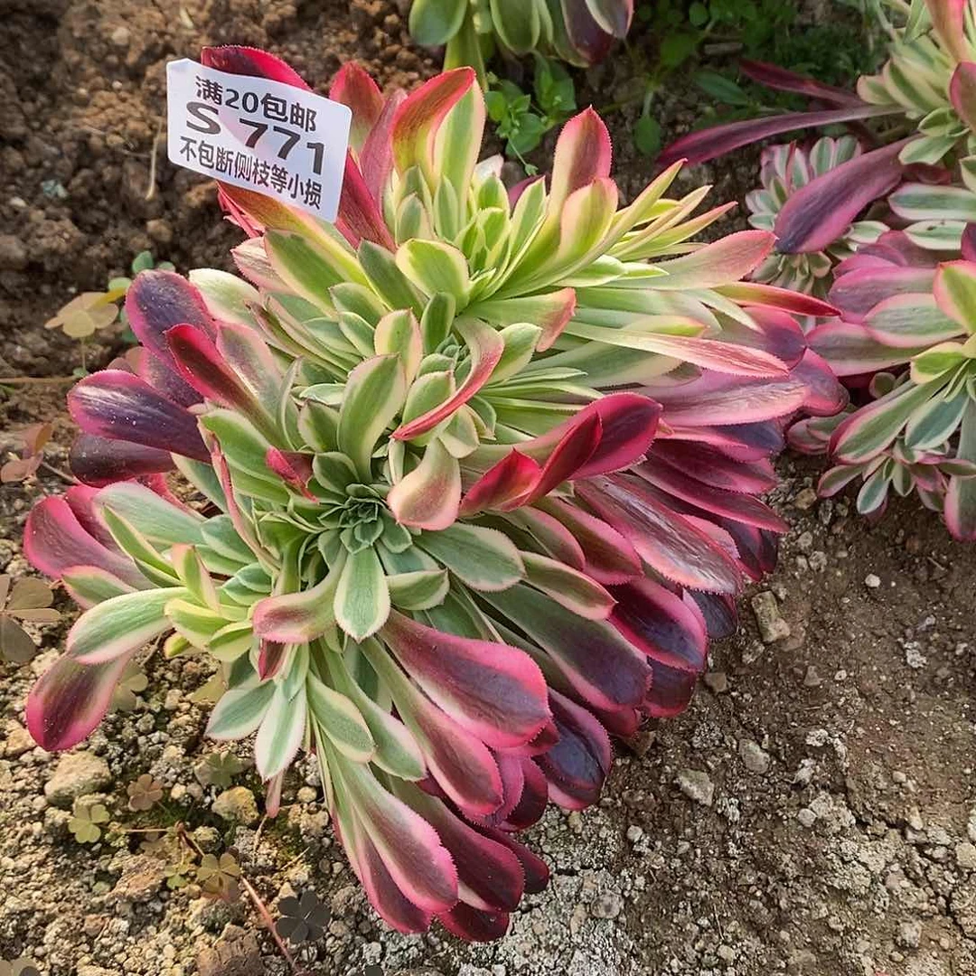 贝**、771黑金美杜莎缀化多肉