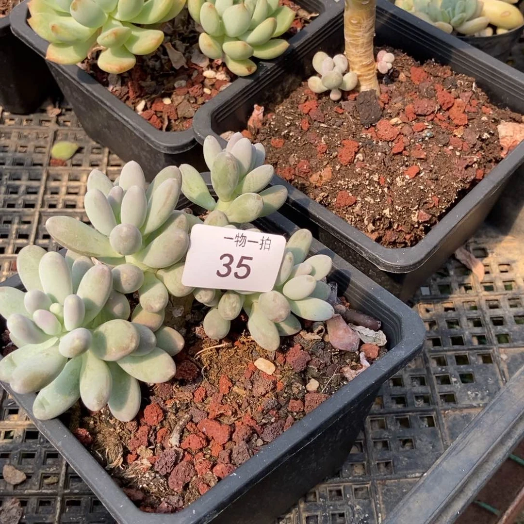 伯****34 35号 一物一拍 一物一拍