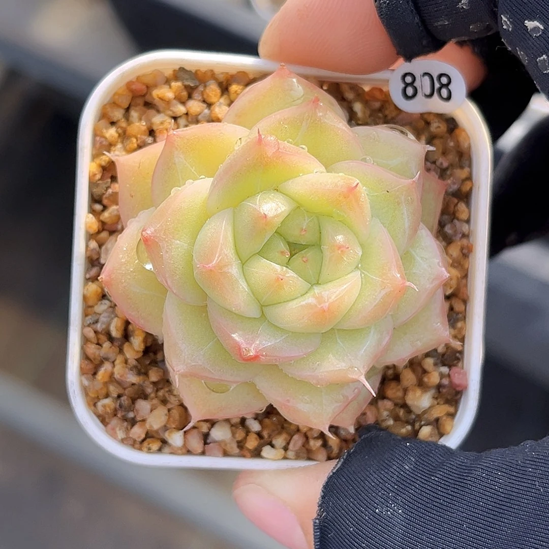 808  孤品珍妮多肉18包邮