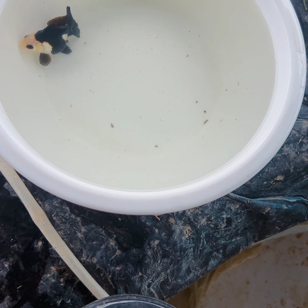 海水鱼111111111111