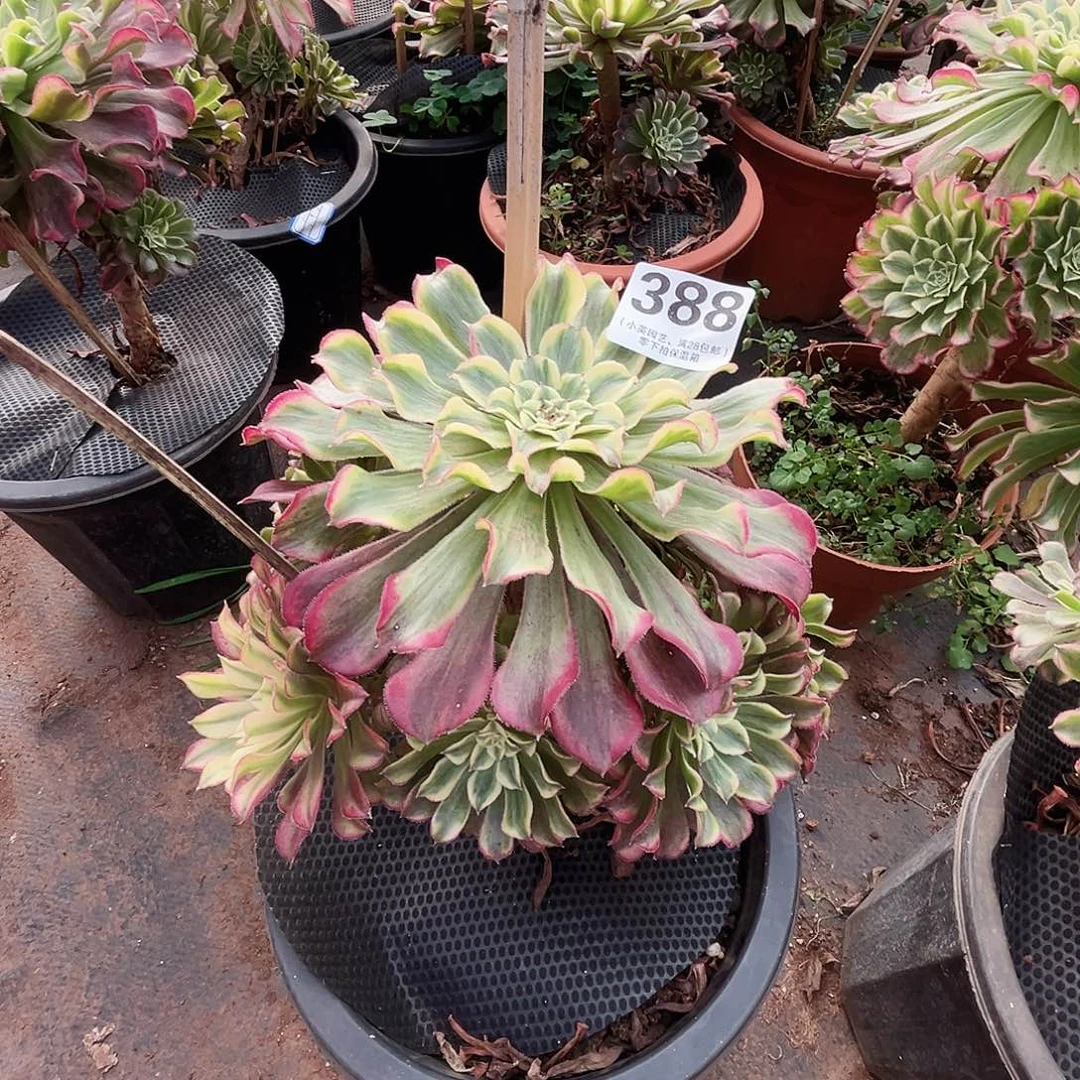 多肉植物388红波澜