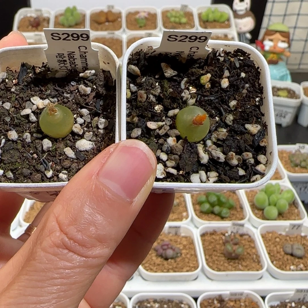 肉锥多肉植物组合-哈默724福利