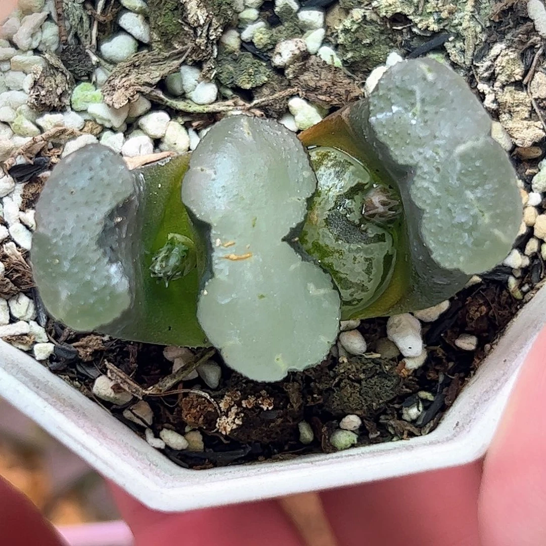 Z***1碧空玉扇十二卷多肉植物