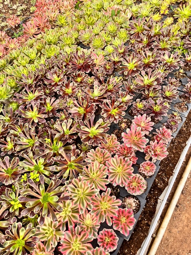 多肉植物法师组合绿植花卉好养易活（拓土发货）