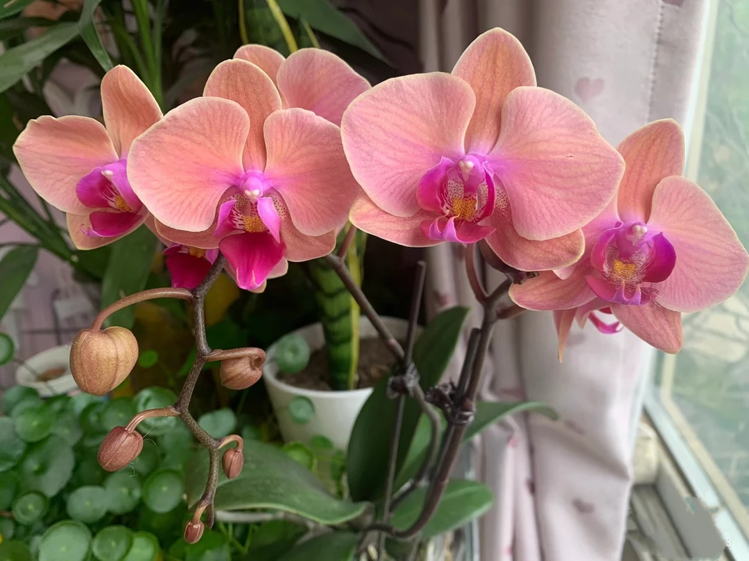 【带花剑】开口笑胡蝶兰花苗带花剑3.0寸杯