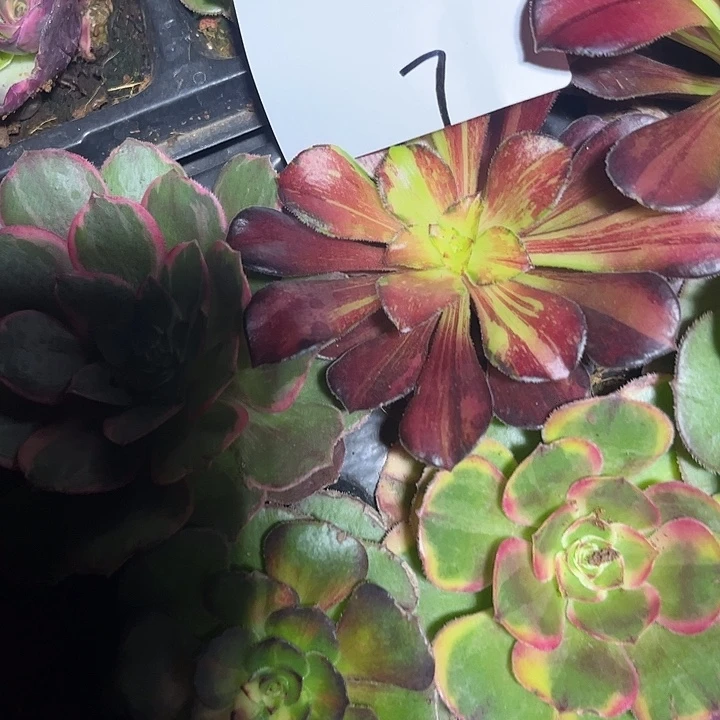 花***界满江红多肉植物保护专业7