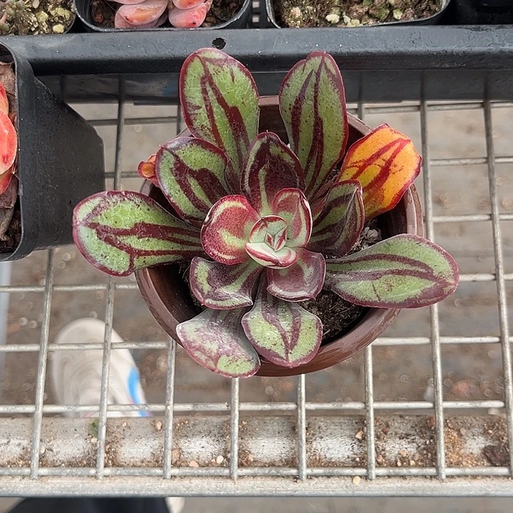 我也不知道我为什么要这样