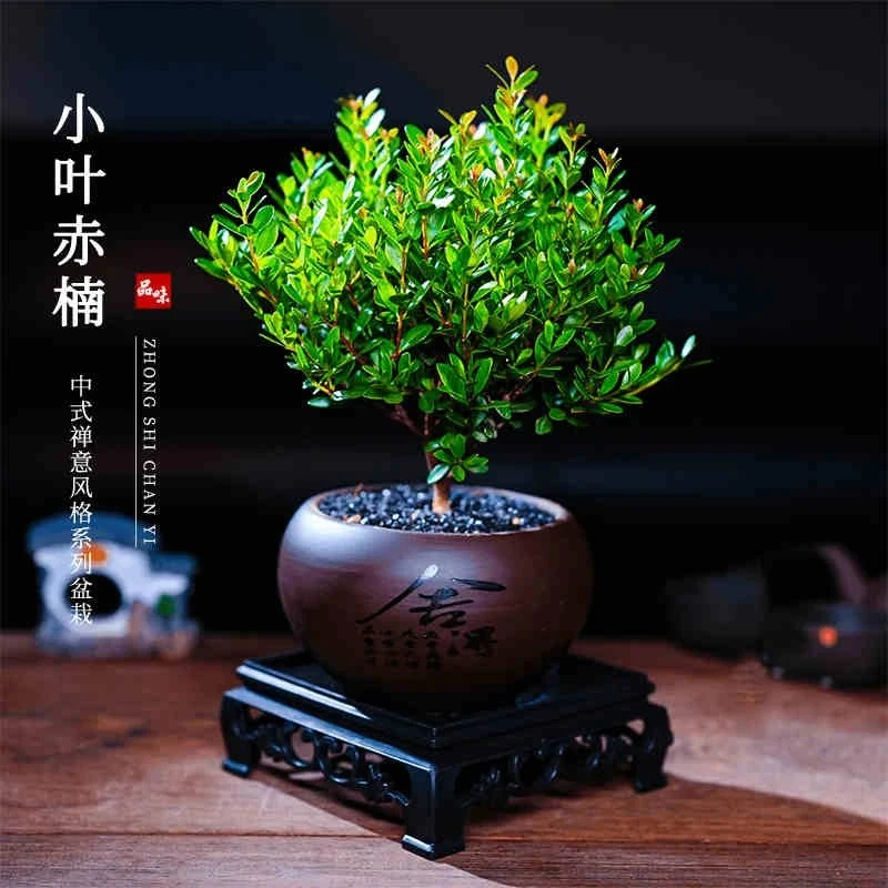 小叶赤楠老桩盆景好养四季长青舍得盆绿植花卉盆栽老板办公室绿植