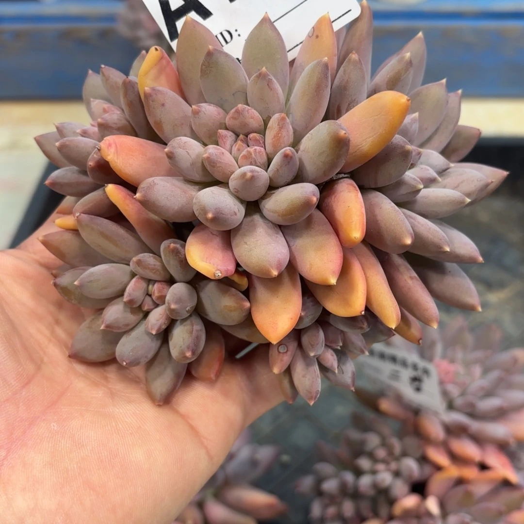 多肉植物155美人杂交群