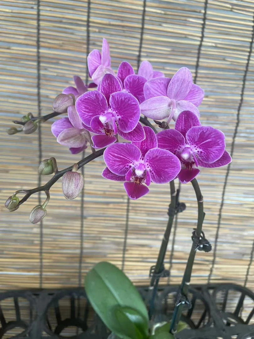 （小桃花）变异双剑    蝴蝶兰一棵   室内高端兰花
