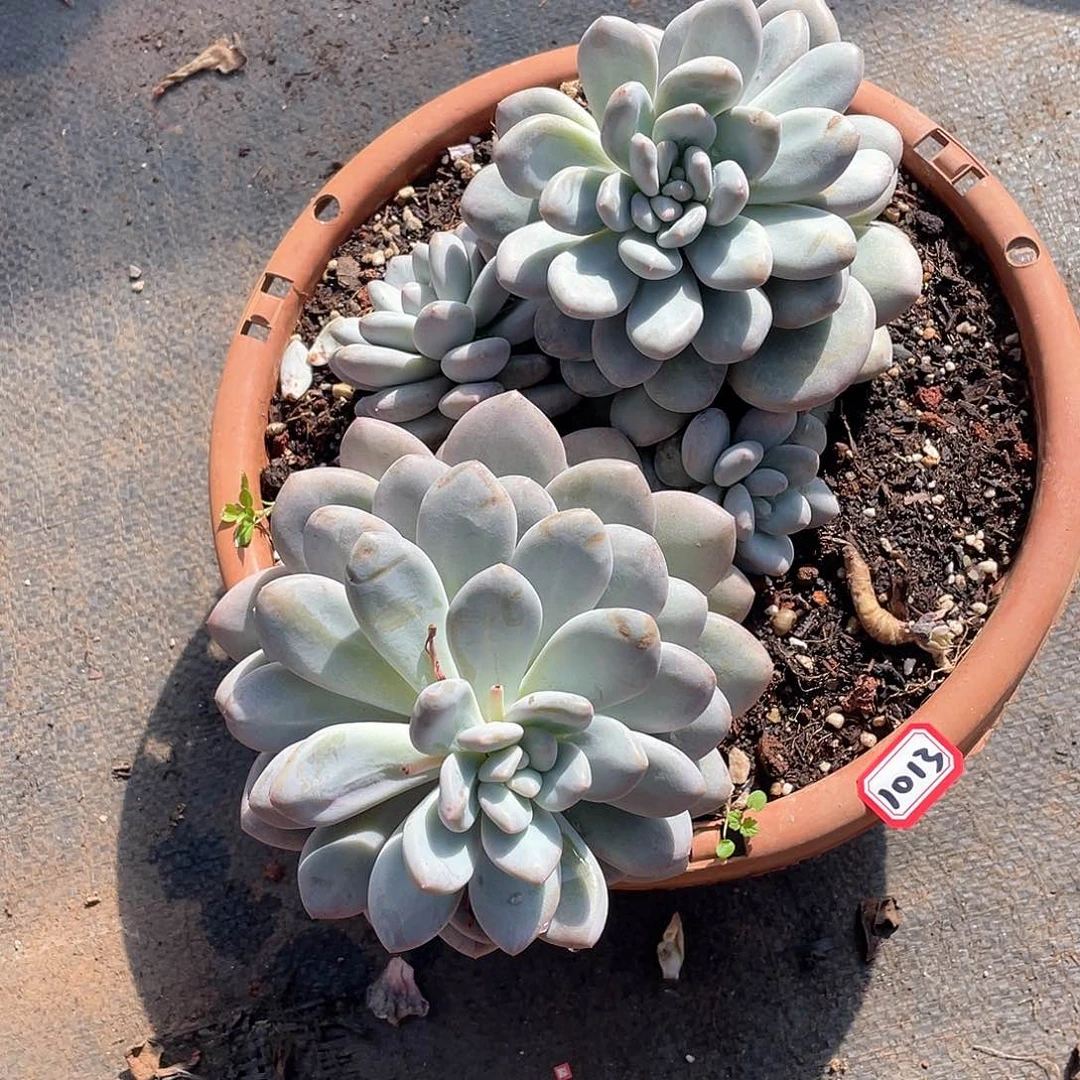 1013香水 一物一拍多肉