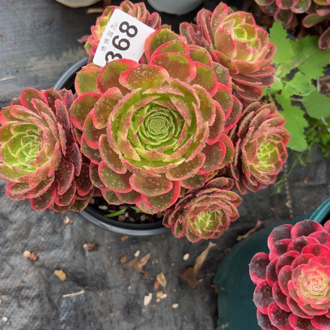 全部花朵硬*华368多肉法师