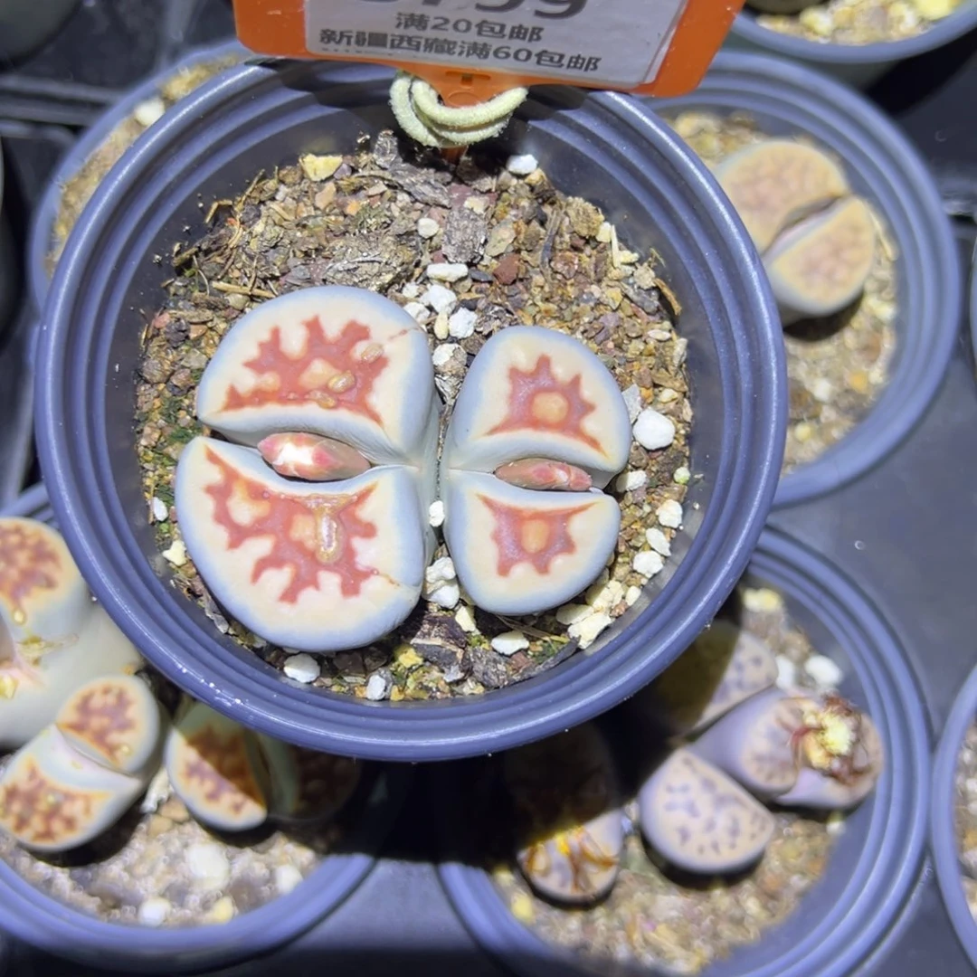 799 一物一拍，默认有伤，介意勿拍，不退不换