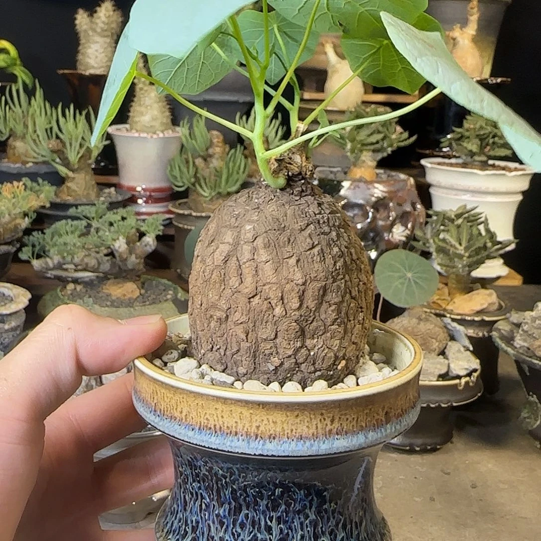 一物一拍老家龙家龟230