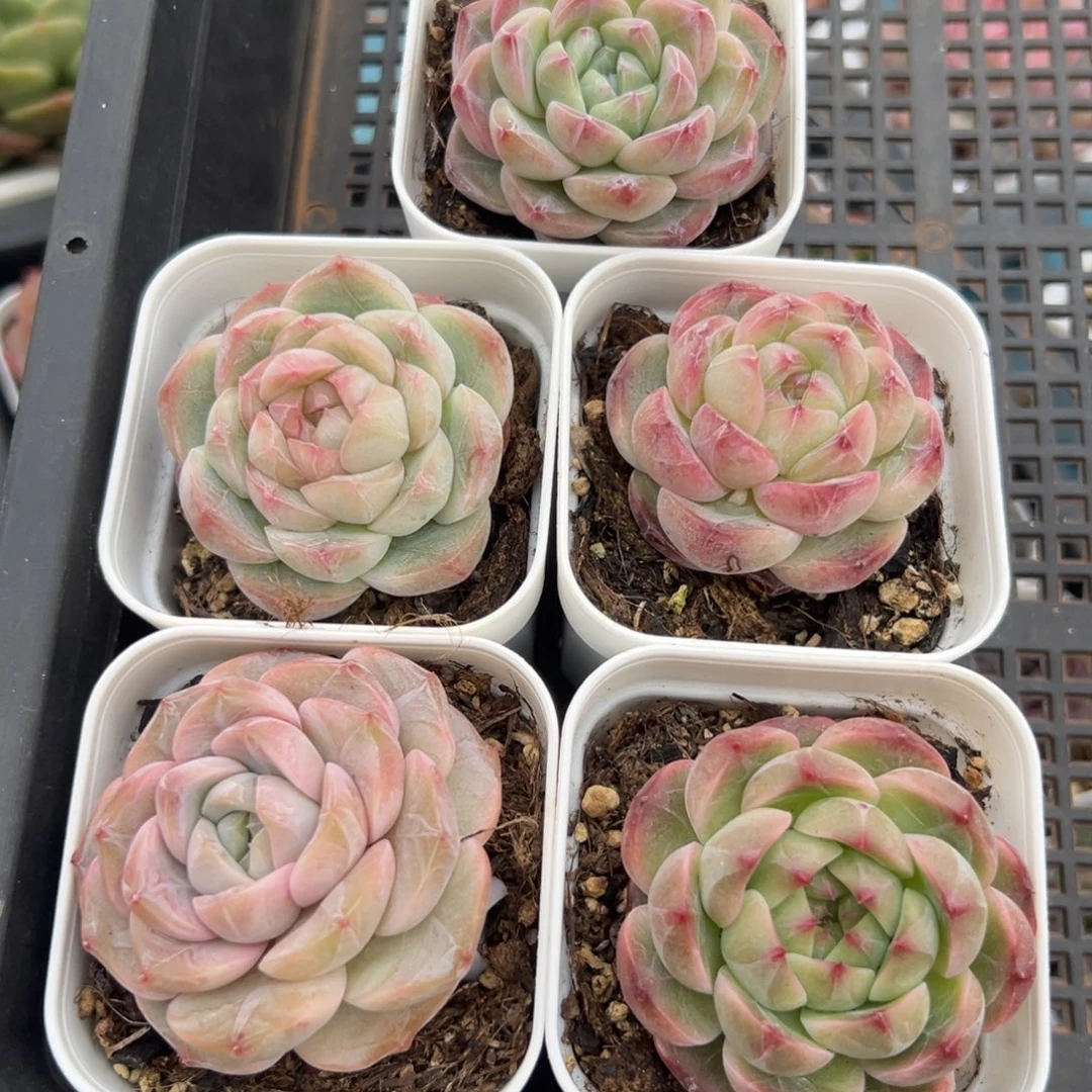 多肉植物一物一拍（33号）5颗