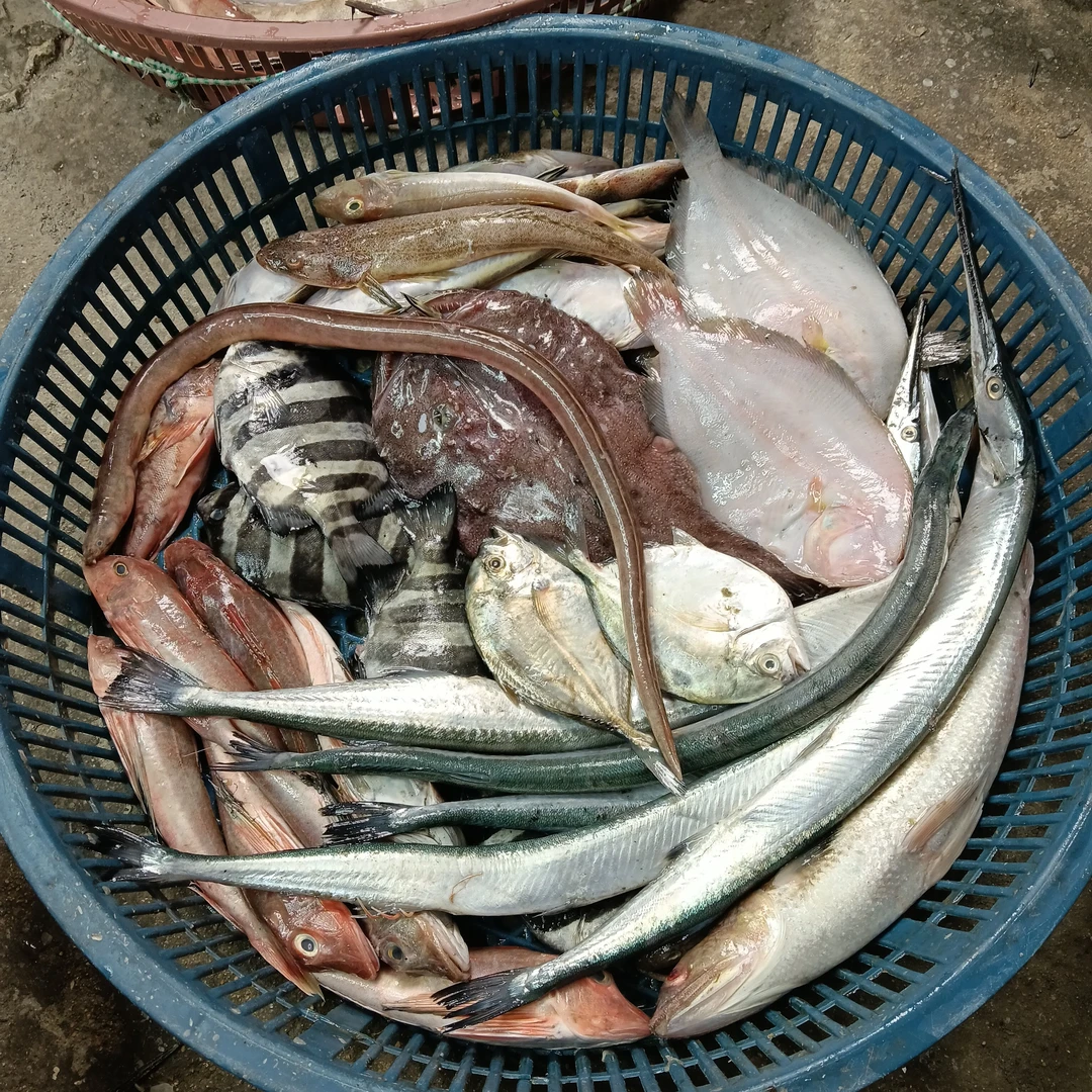 《顺丰包邮》新鲜杂鱼海鱼深海鱼野生大杂烩海鲜红头水产黄鱼鲳鱼