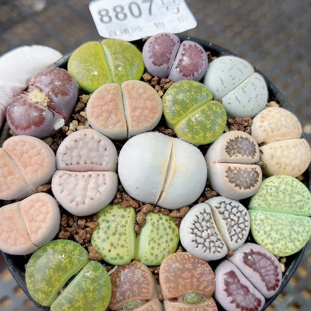 8807 好养易活生石花大母本9cm盆