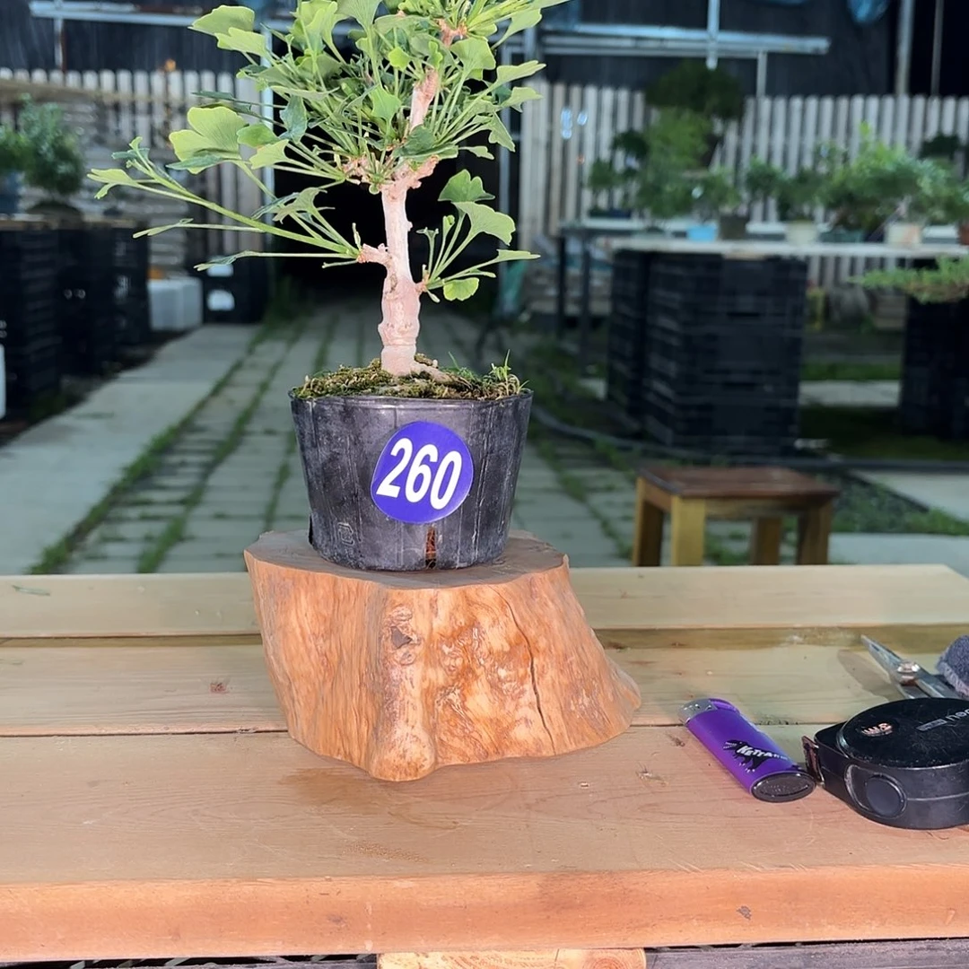 *‍*一颗不留全场漏260