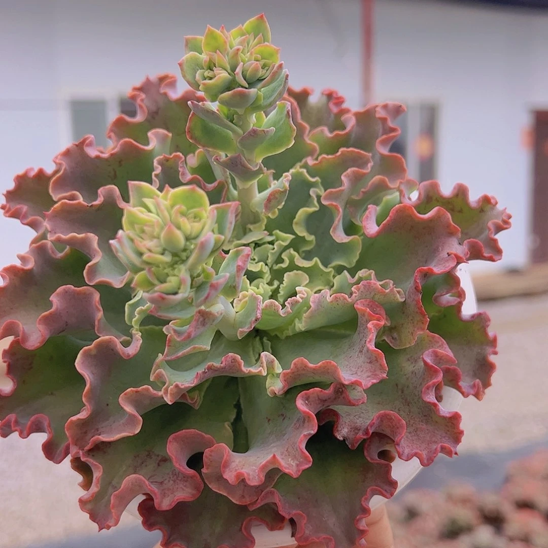 蓝狐  多肉植物