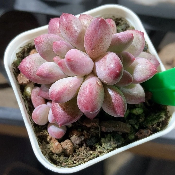 多肉植物金鱼姬819