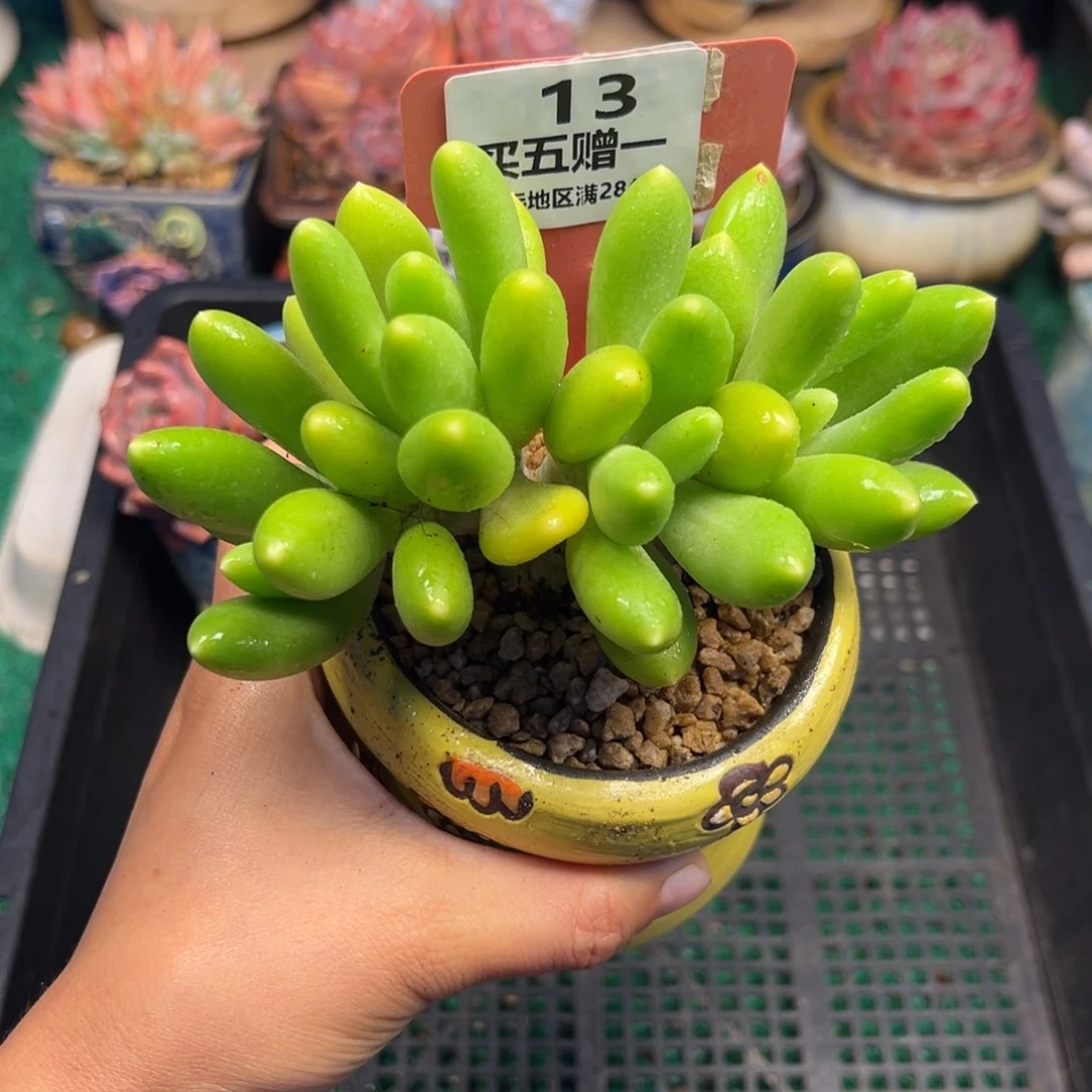 表妹精品多肉植物13