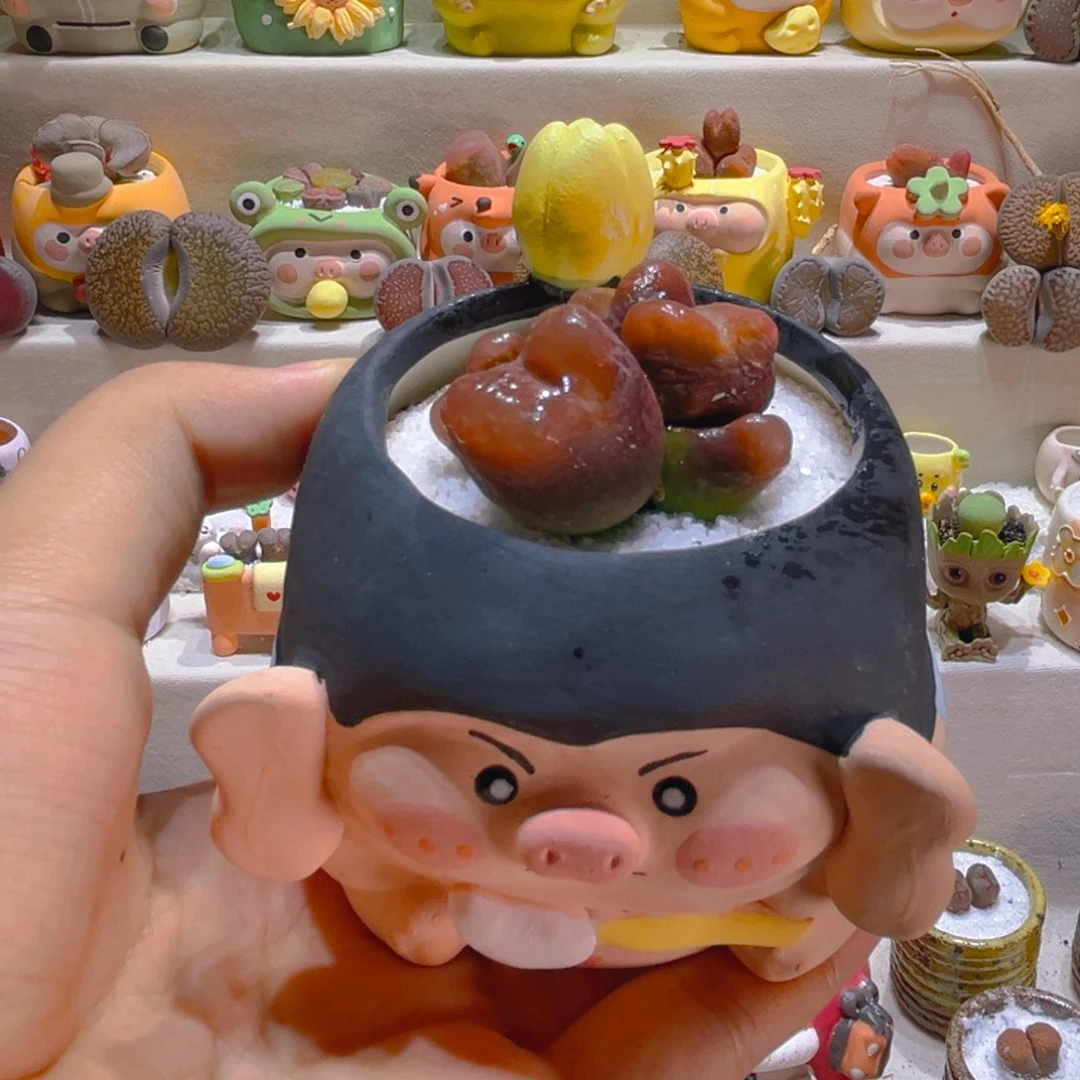 105高端多肉带盆带土手工盆