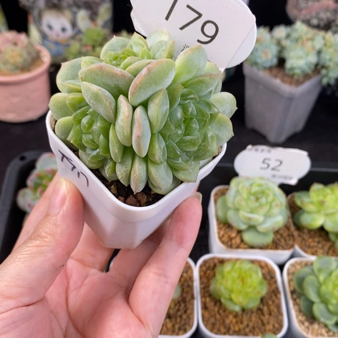 财富四头群一颗179号