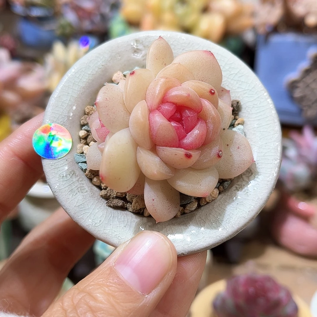 凶**熊1 多肉含盆土 30元包邮 除偏远