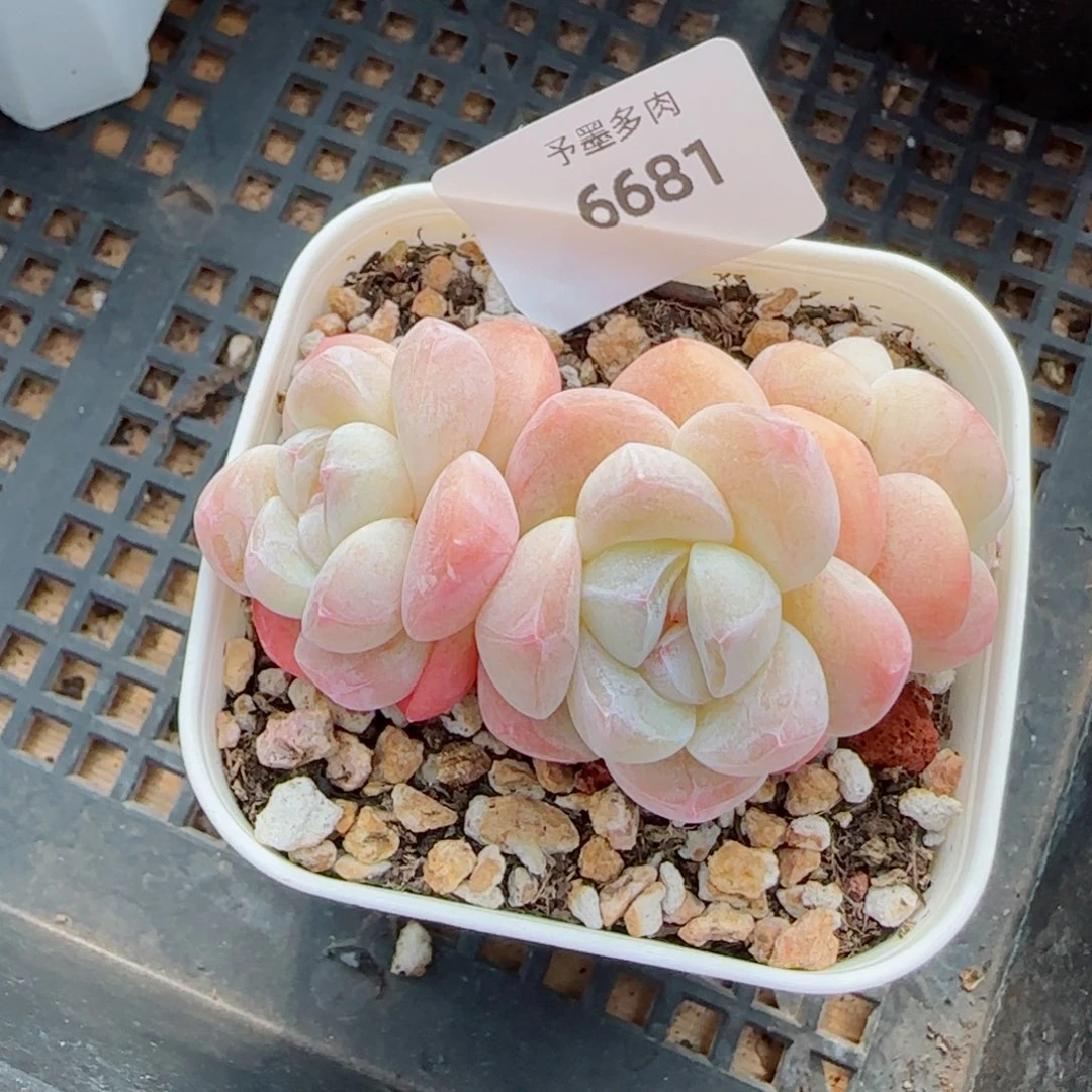 冰玉无砍，6681多肉植物