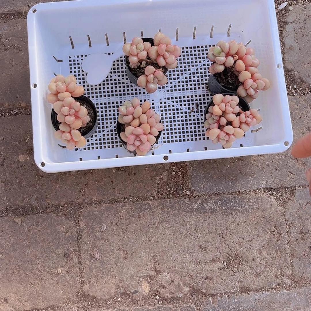 ?****?A300五颗先锋派yi wu yi pai