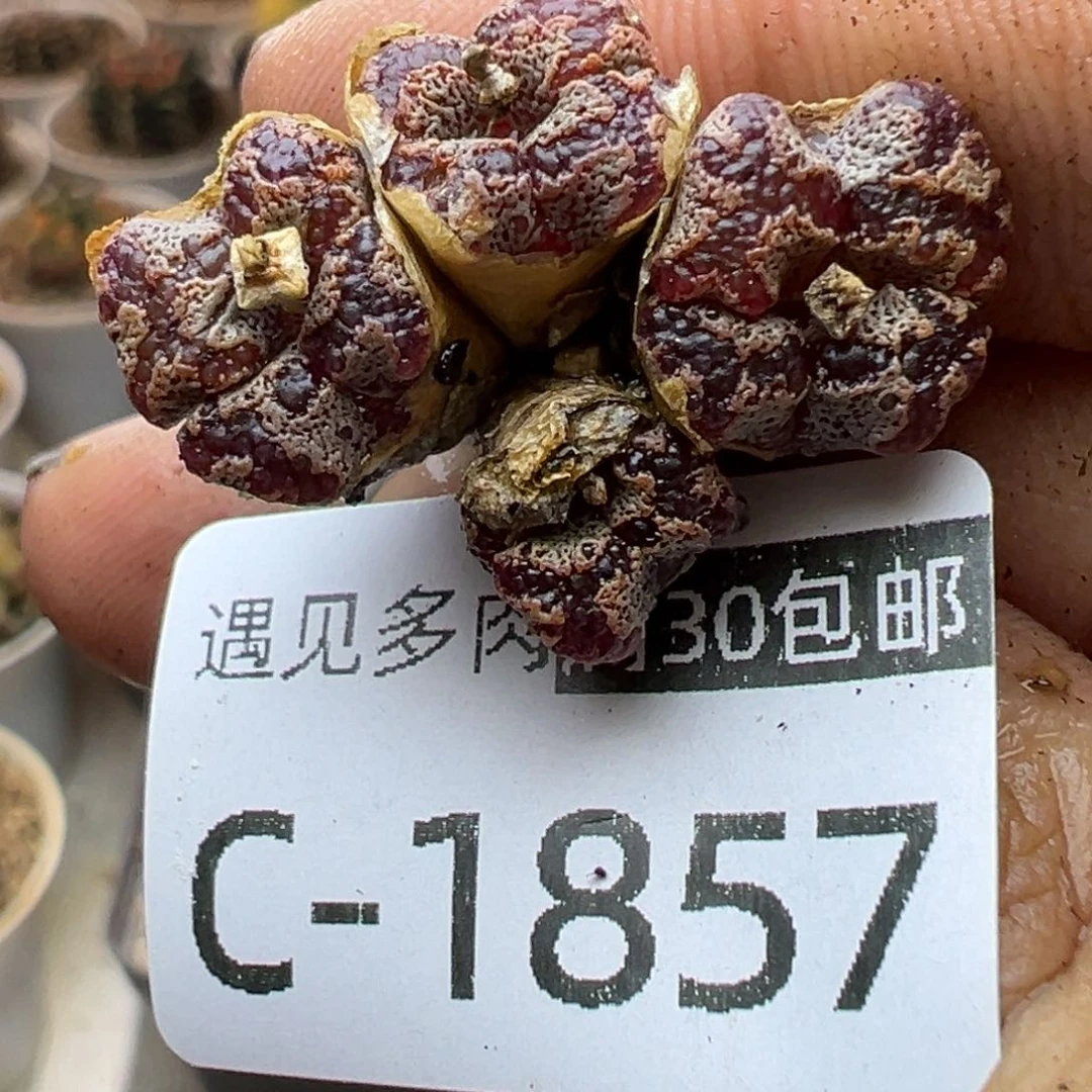 多肉植物111111111111