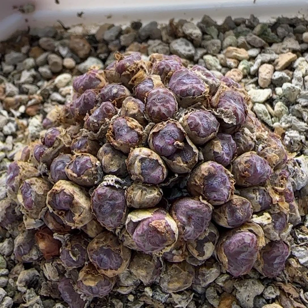 7-27-3-4当天满38包邮清货岛田388a杂交大群