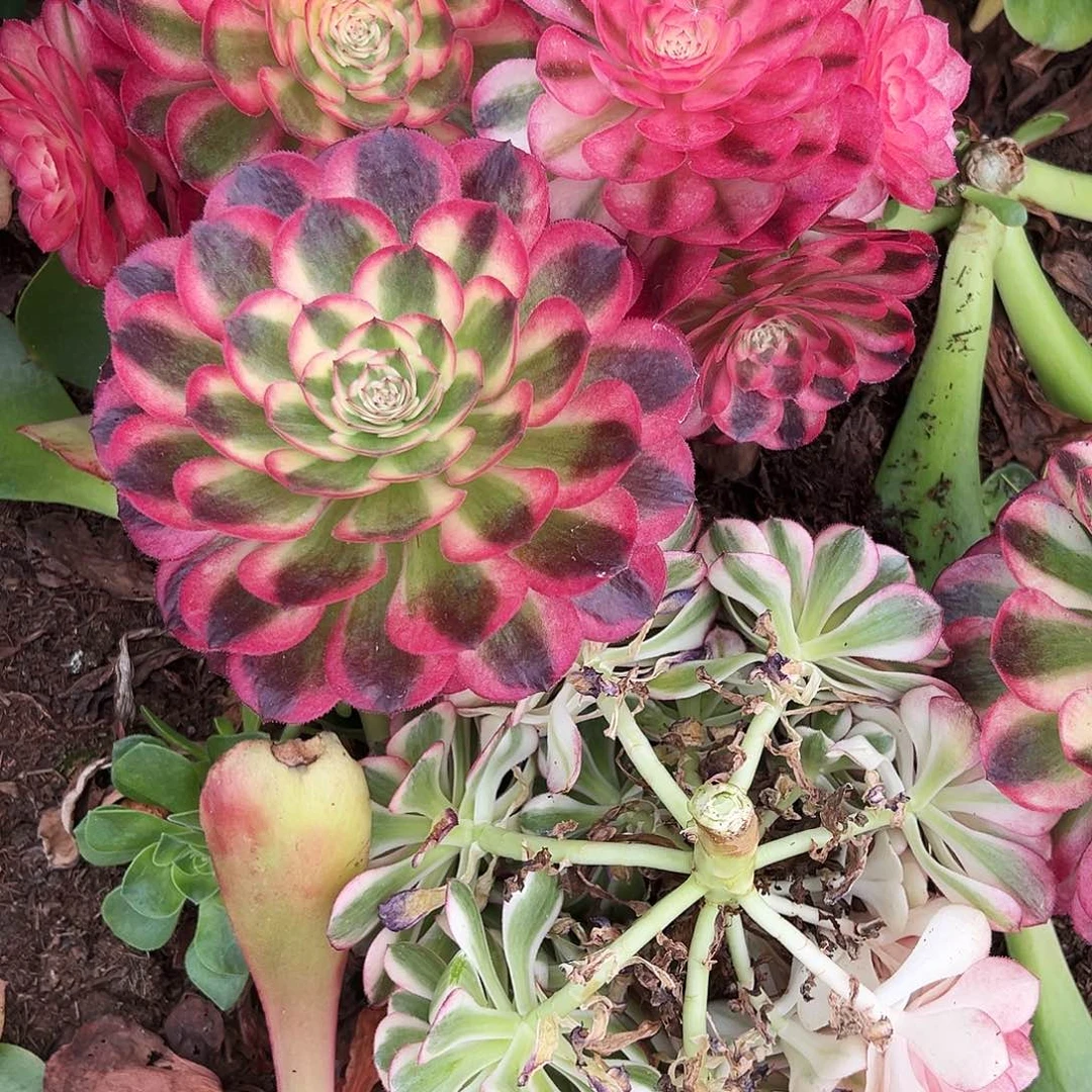 彩*精品多肉植物倾城组合