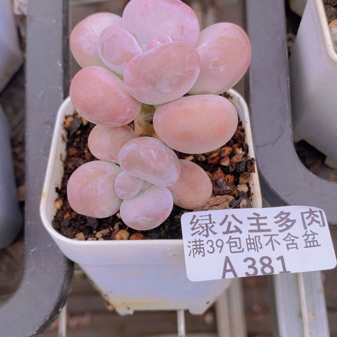 橙雪球5cm381多肉植物