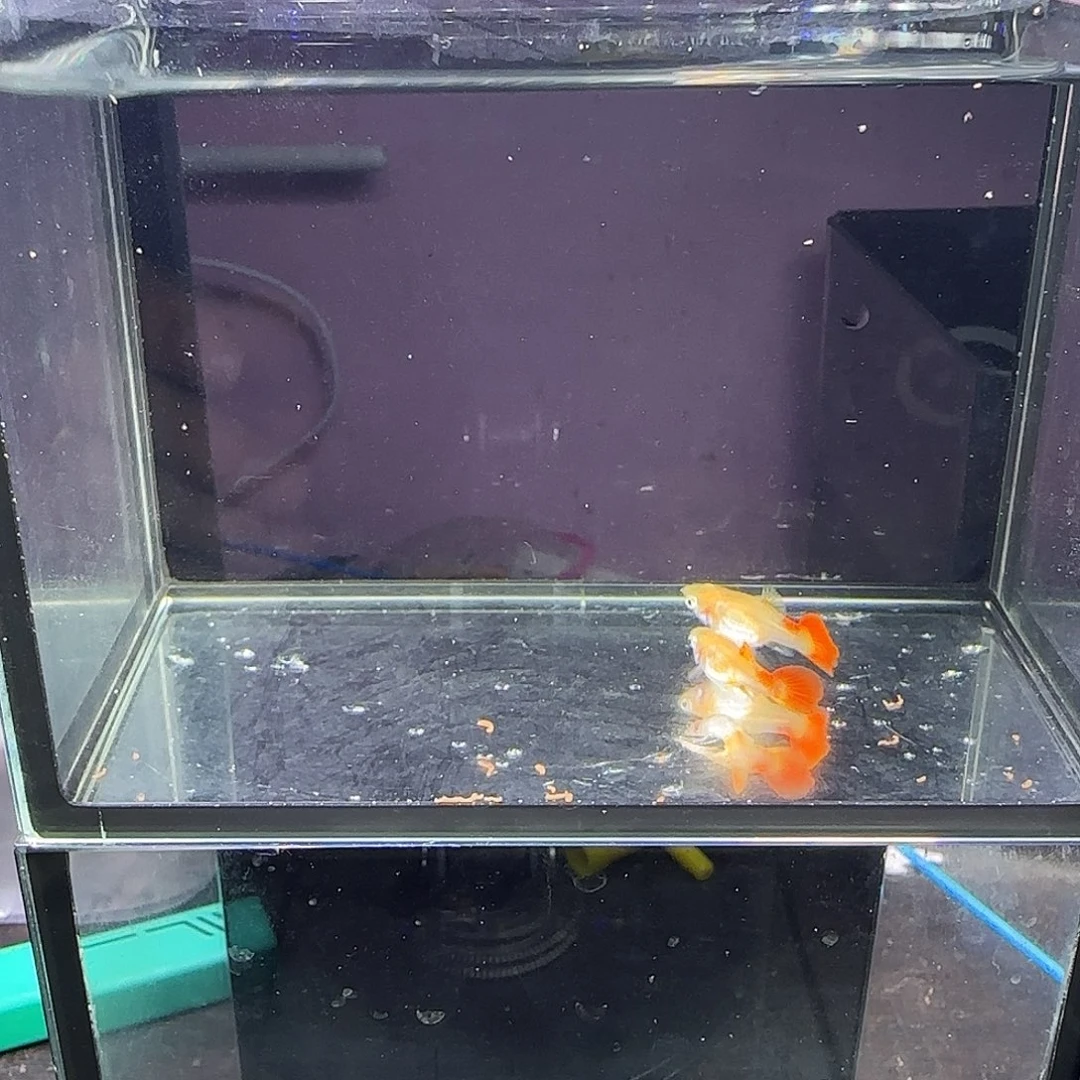 孔雀鱼黄暴球一对