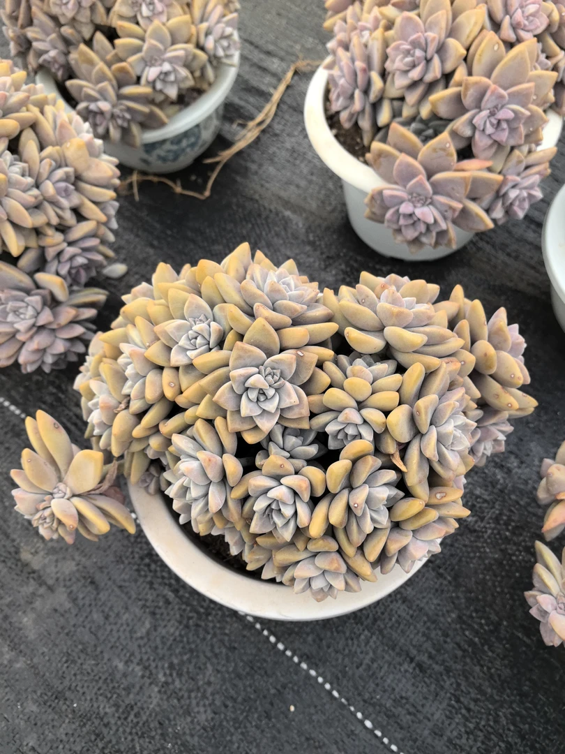 多肉淡雪朵朵缀化