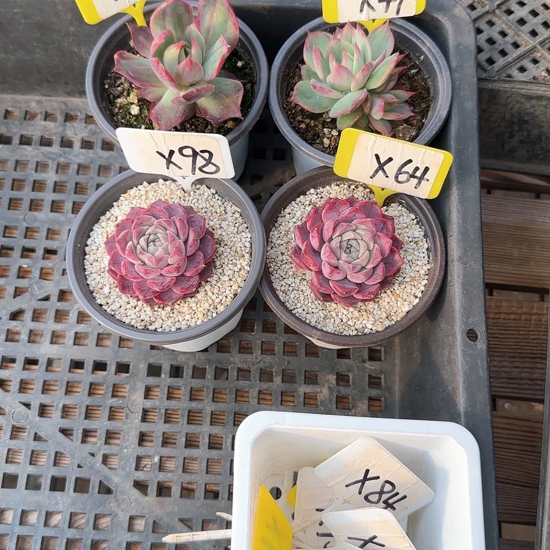 宏*X98-64紫姬莲单头多肉