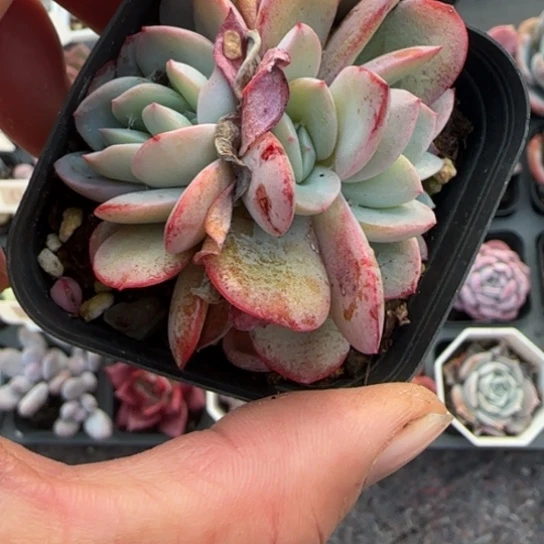 6布鲁蓝缀多肉植物多