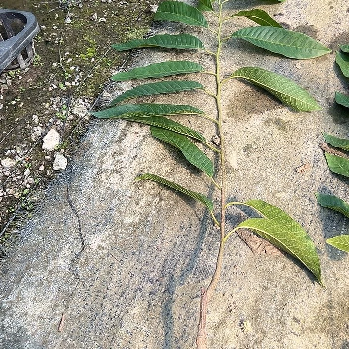 习***惯天使259567876695867