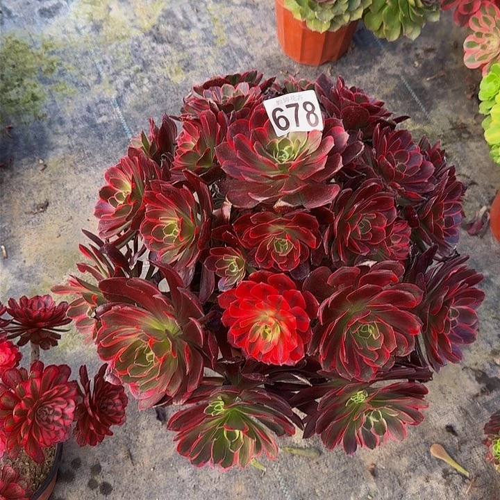 妞**麻000000000000678金丝雀多肉植物