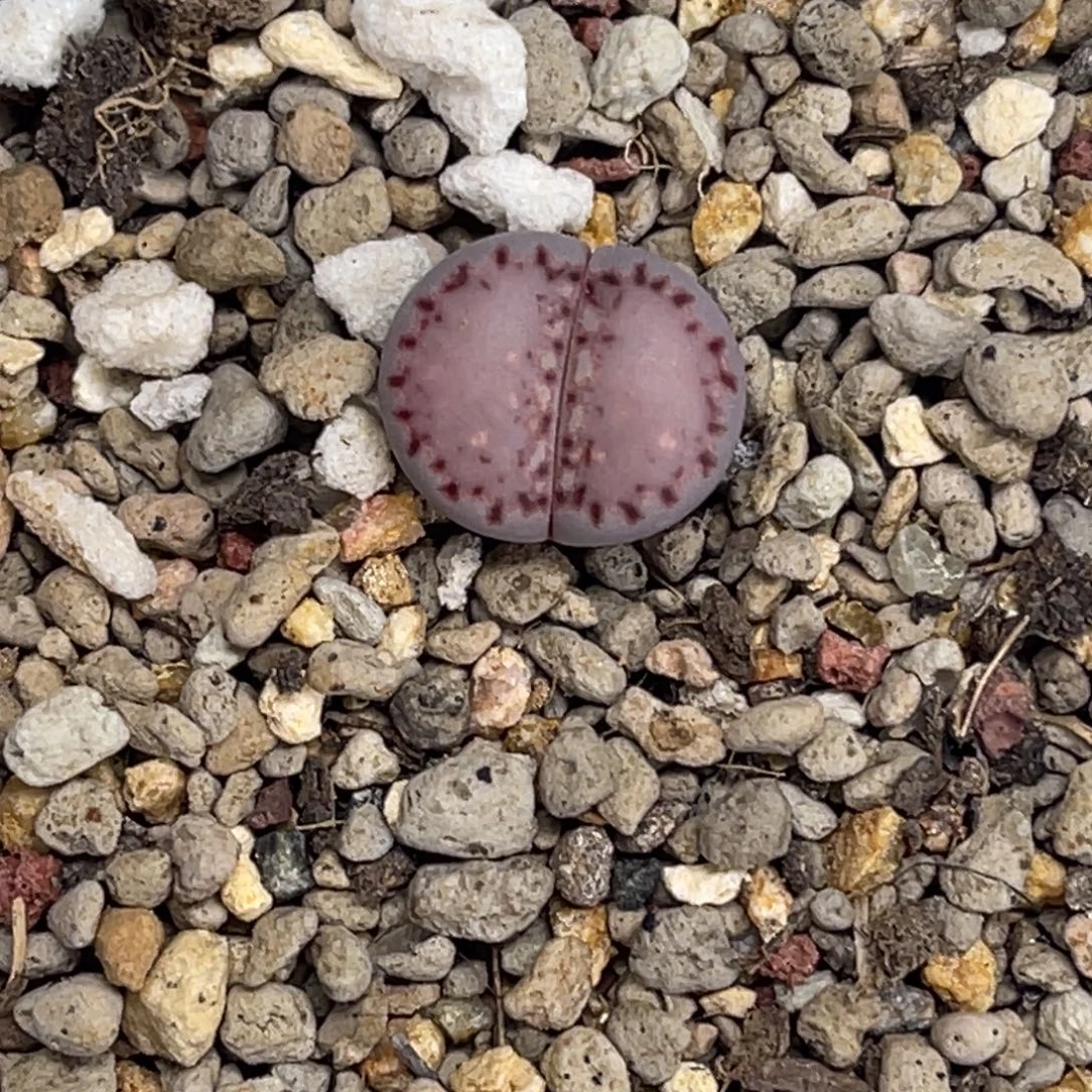 3974紫饼干1尺寸1.3