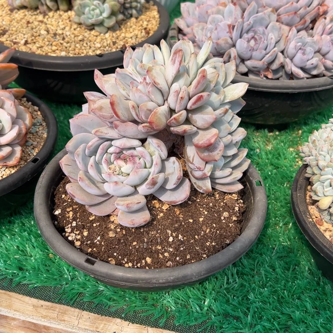 石榴籽星影朵朵小树