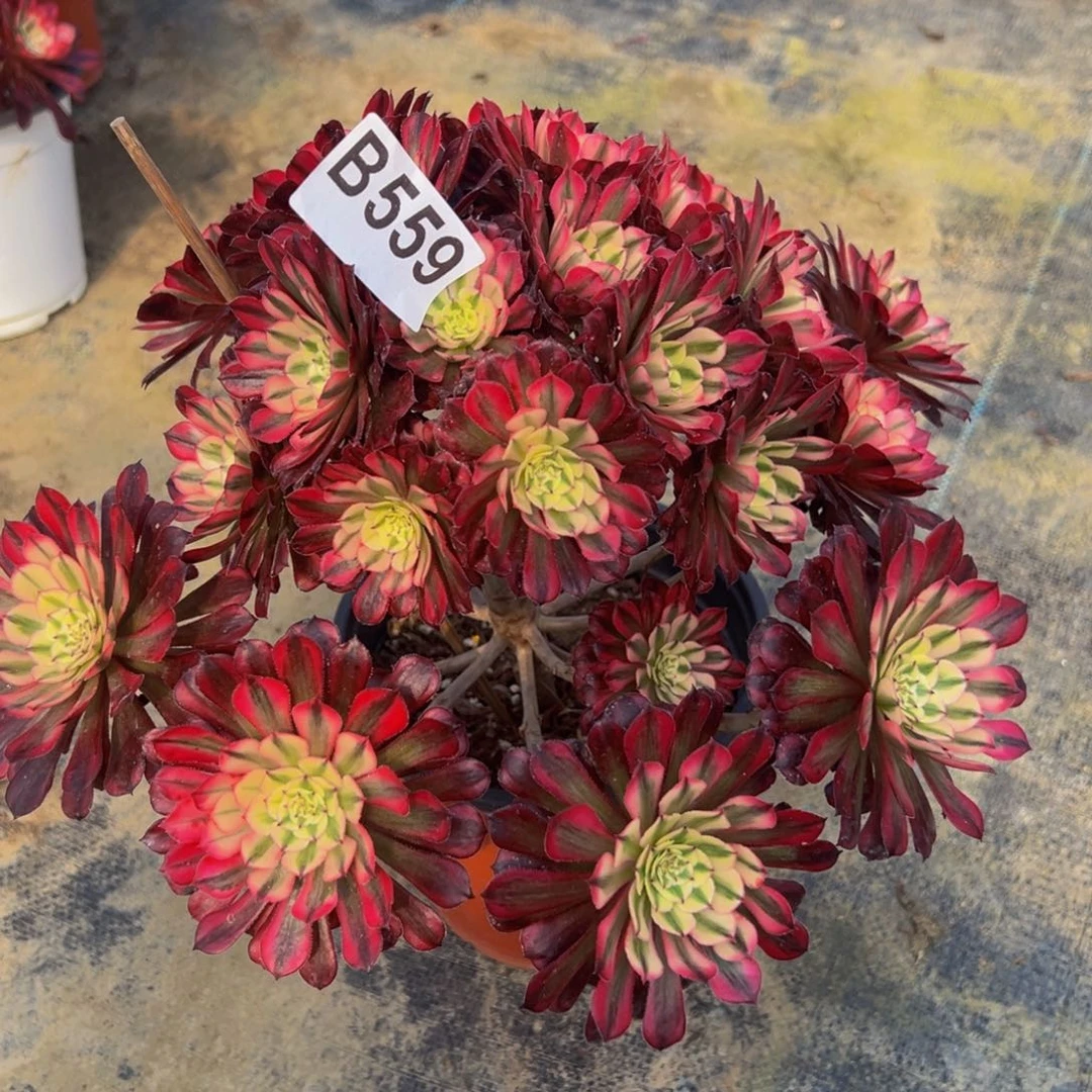 法师红铜超白559